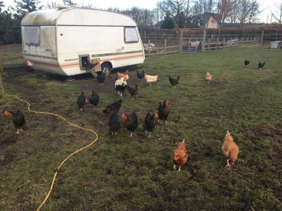 Dignitas for chickens