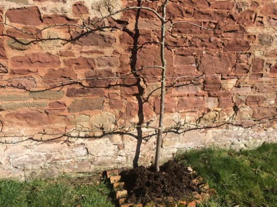 Espalier pear mulched