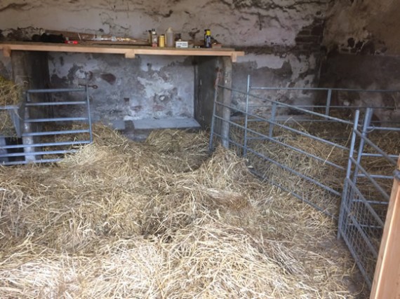 Byre for lambing