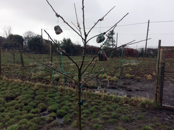 Imprving the shaoe of apple trees