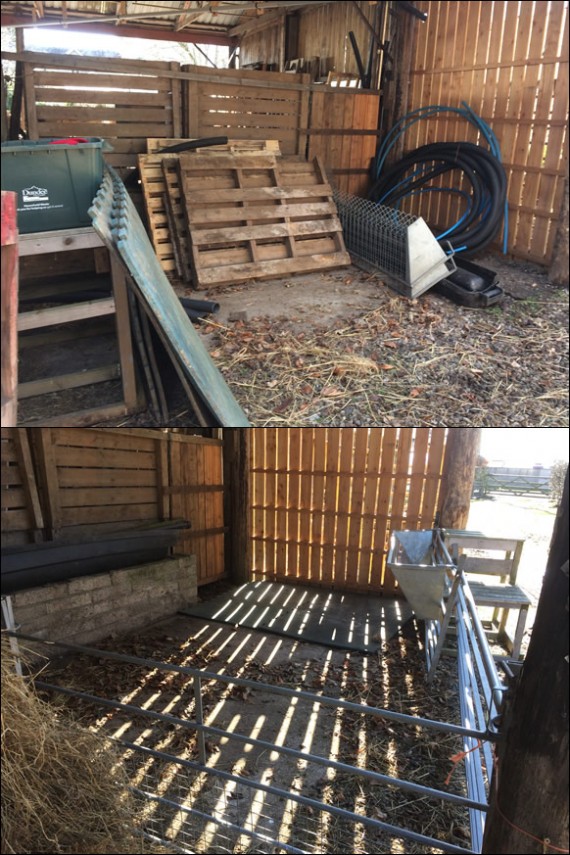 New sheep pen in barn