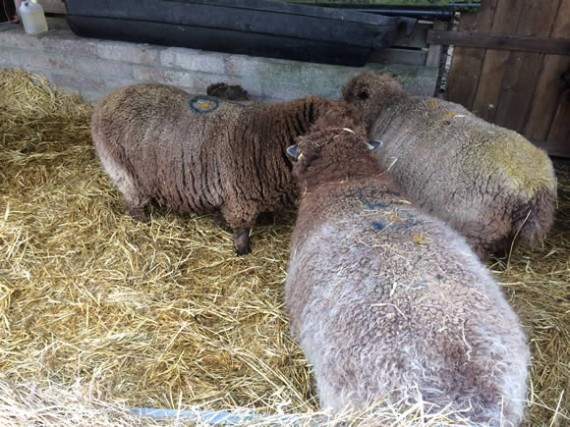 Conspiring sheep