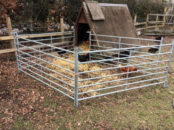 Pig pen prep