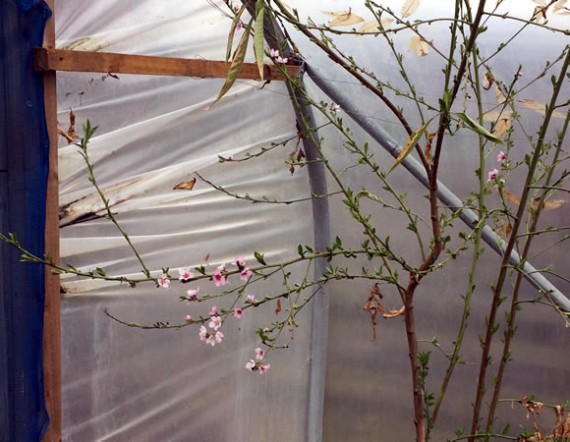 Peach tree blossom