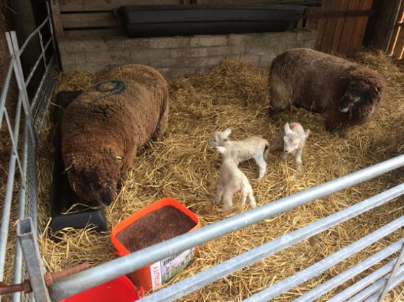 Lambs in halfway house