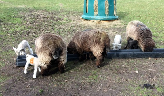 Opportunistic lamb