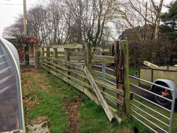 Old veg fence