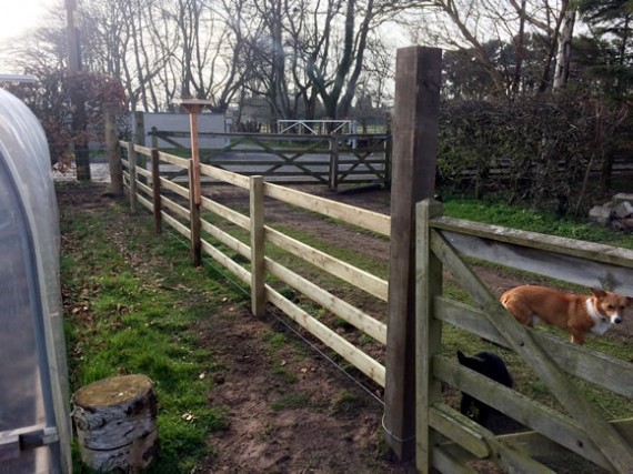 New veg garden fence