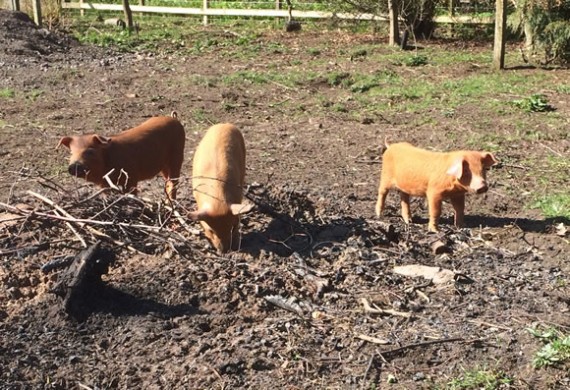 New pigs