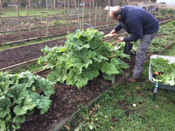 Harvesting rhubarb