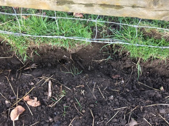 Pigs rooting under fence