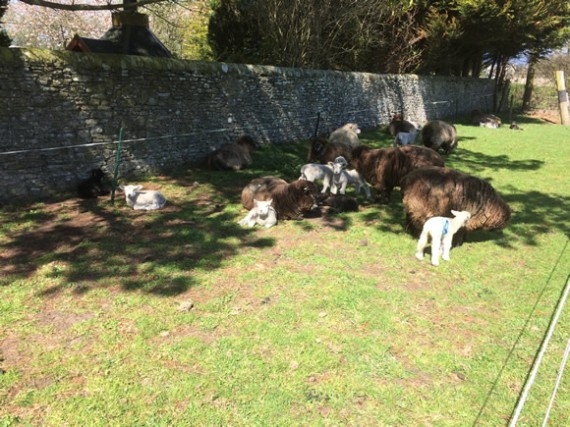 Ewes and lambs