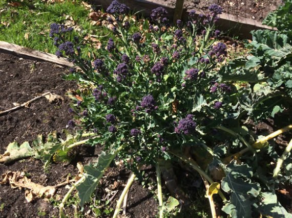 Purple sprouting