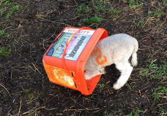 Licky bucket lamb