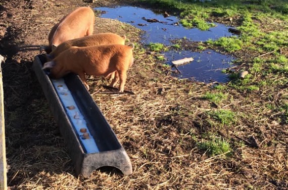 Pigs getting eggs and milk