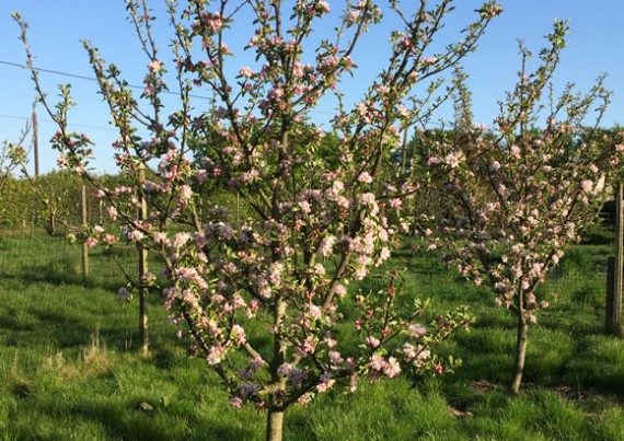 Sunset apple blossom