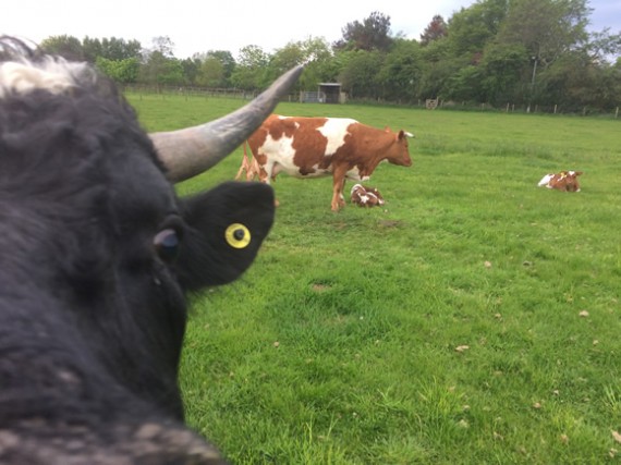 Ace photo-bombing Rocky