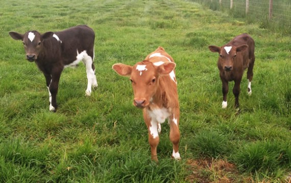 2014 Shetland calves