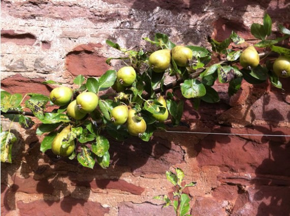 2016 espalier pears