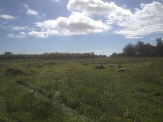 Sheep at Astwood