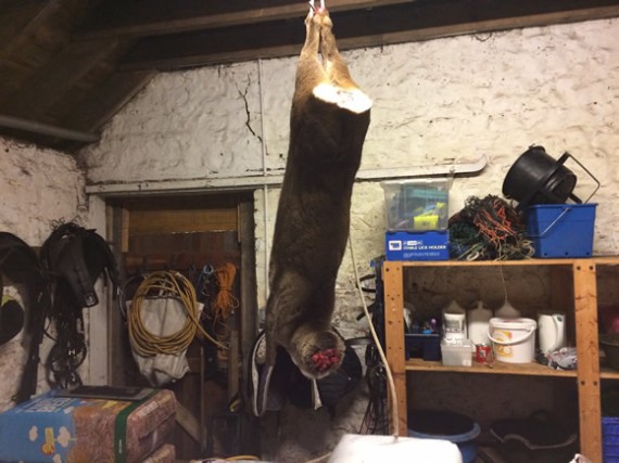 Deer hanging