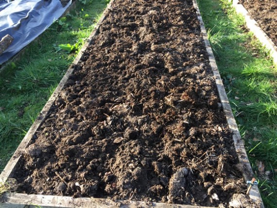 Early spuds planted - Anya