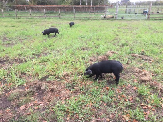 Pigs exploring their new paddock