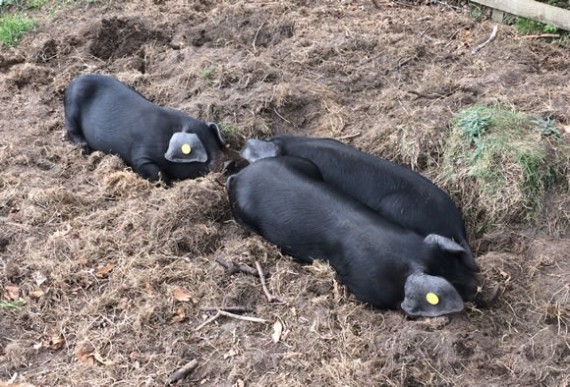 Pigs sleeping outdoors