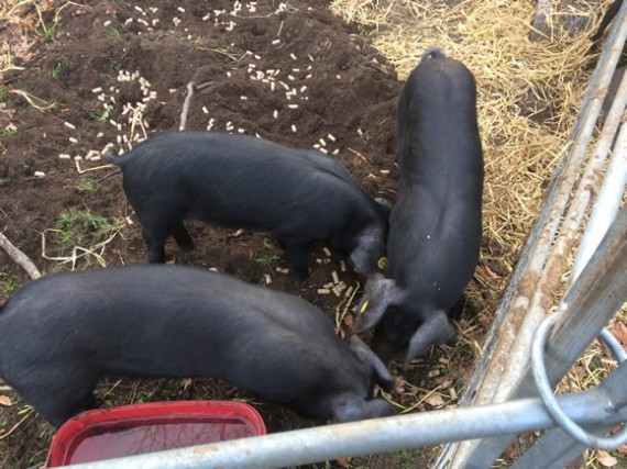 Pigs settled
