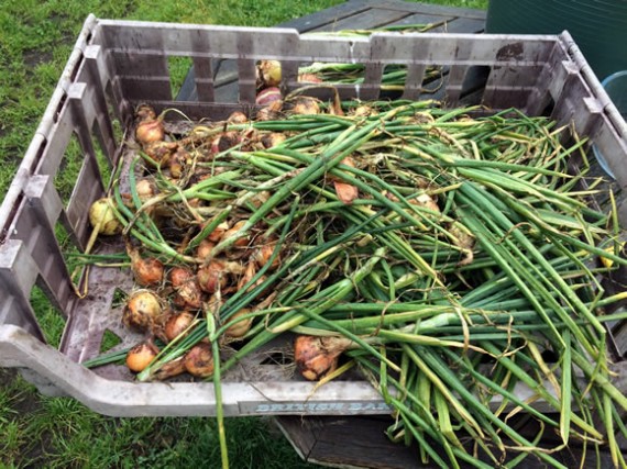 2017 shallot harvest
