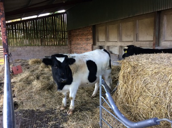 Steers housed at East Pitkerro