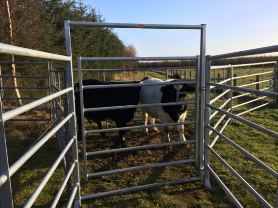 Steers penned