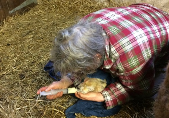 Feeding Elsa