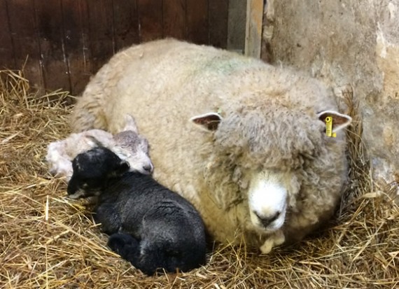 Winter and her lambs