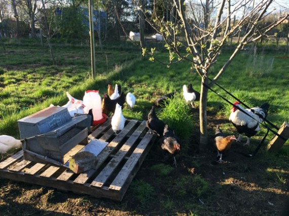 New hens settling in