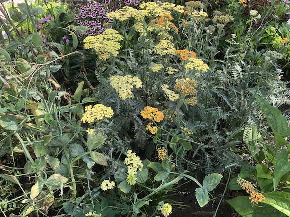Achillea