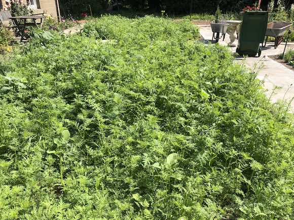 annuals