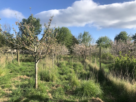 apple blossom