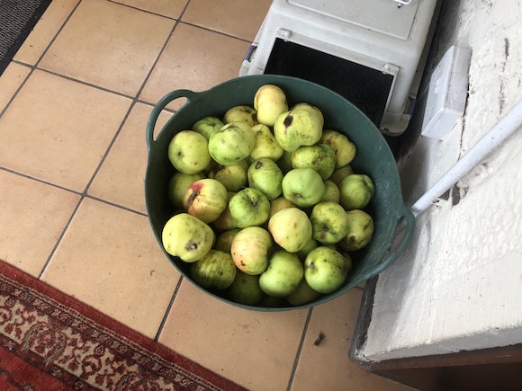 apples