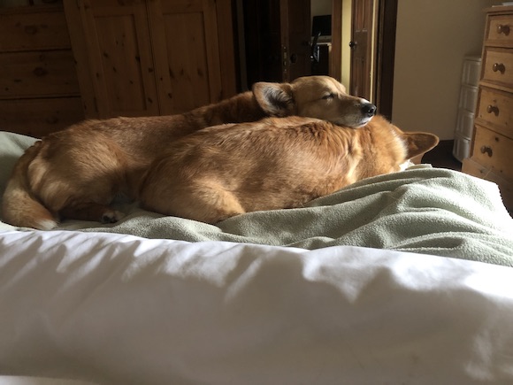 dogs