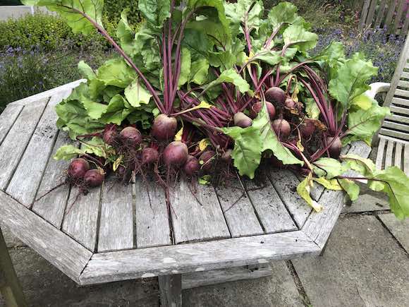 beetroot