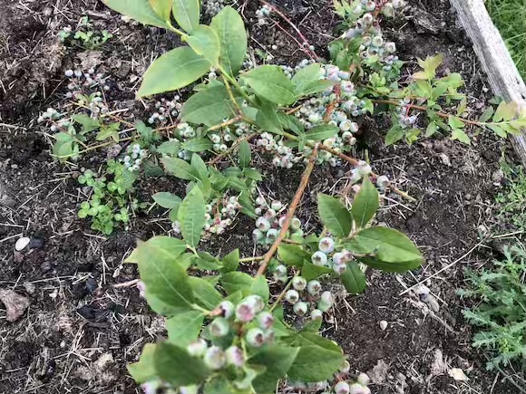 blueberries