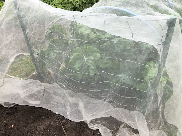 Brassica net
