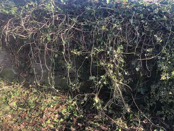 ivy