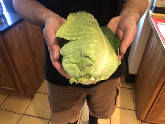 cabbage