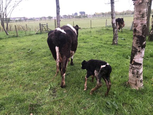 calf