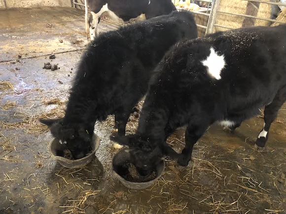 Calves