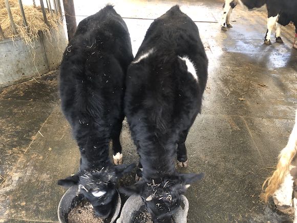 Calves