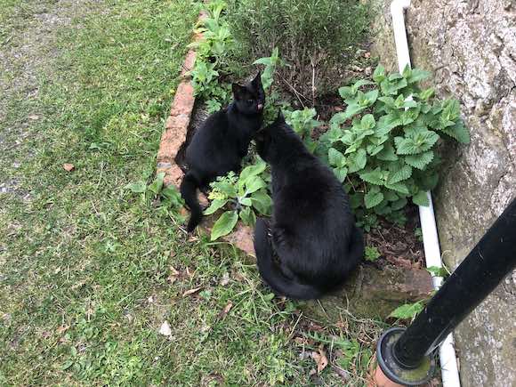 catmint