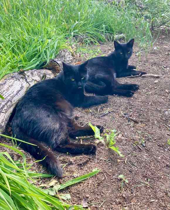 cats